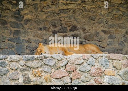 LÖWIN SCHLÄFT IN DER SONNE AUF FELSEN. Eine Löwin Panthera leo liegt und schläft an einem sonnigen Tag auf grauen Felsen. Tiere, Säugetiere, Raubtiere. Die Löwin Stockfoto