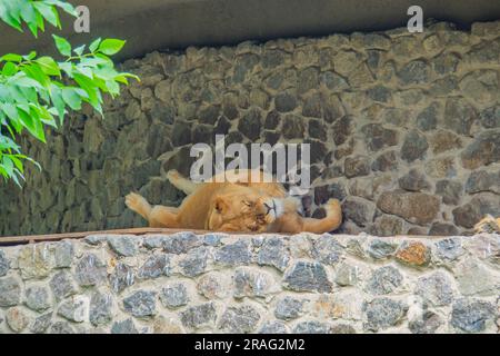 LÖWIN SCHLÄFT IN DER SONNE AUF FELSEN. Eine Löwin Panthera leo liegt und schläft an einem sonnigen Tag auf grauen Felsen. Tiere, Säugetiere, Raubtiere. Die Löwin Stockfoto