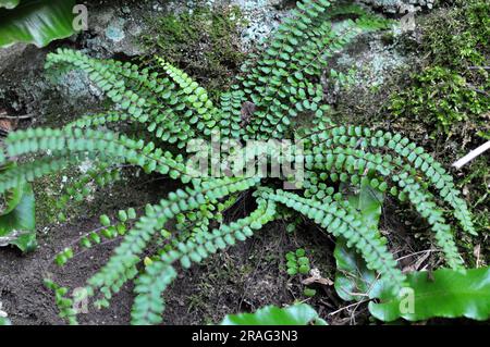 Asplenium trichomane Farn wächst auf einem Stein in der Wildnis des Waldes Stockfoto