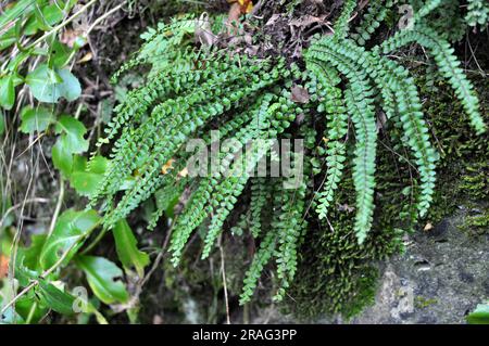 Asplenium trichomane Farn wächst auf einem Stein in der Wildnis des Waldes Stockfoto