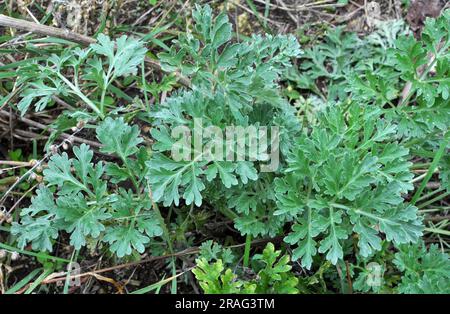 In freier Wildbahn wächst ein bitterer Wurmholz-Busch (Artemisia absinthium) Stockfoto