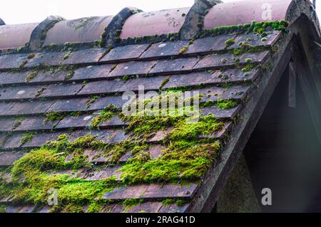 Moos wächst auf den Dachziegeln. Schließen. Selektiver Fokus. Hochwertiges Foto Stockfoto