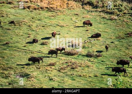 Luftaufnahme des Elk Island Park, Alberta, Kanada Stockfoto