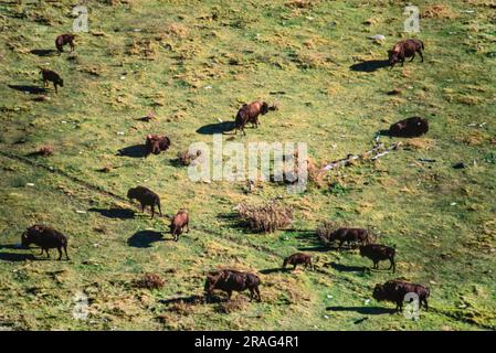 Luftaufnahme des Elk Island Park, Alberta, Kanada Stockfoto