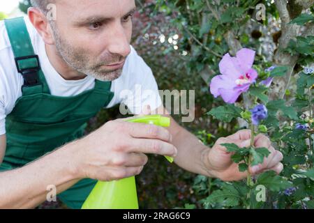 Mann, der Blumen im Garten sprüht Stockfoto