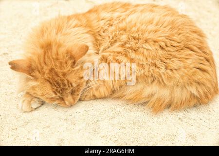 Tabby-Pelzkatze schläft ruhig im Ganzkörperprofil-Porträt Stockfoto