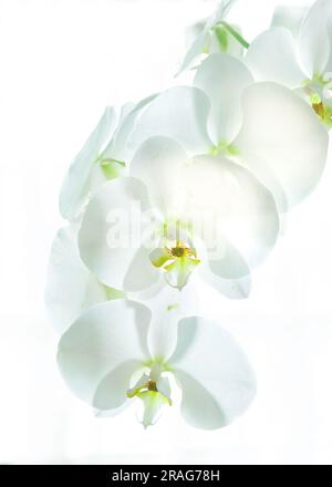 Ein Spray weißer Phalaenopsis Orchideen. Stockfoto