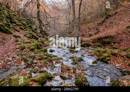 Der Bergfluss fließt zwischen den moosbedeckten Felsen in einem wunderschönen Buchenwald mit herbstlichen Farben in Argovejo, Provinz León, Spanien Stockfoto