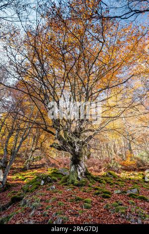 Großer Buchenbaum (Fagus sylvatica) mit goldfarbenem Herbstlaub im alten Wald von Argovejo, Provinz León, Spanien Stockfoto