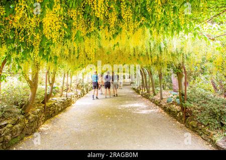 Der Laburnum Walk im National Trust Bodnant Gardens in der Nähe von Conway in North wales Stockfoto