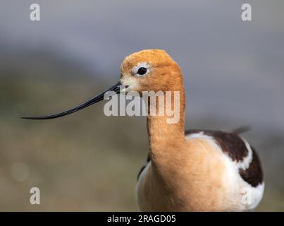 Amerikanisches Avocet-Porträt Stockfoto