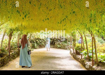 Der Laburnum Walk im National Trust Bodnant Gardens in der Nähe von Conway in North wales Stockfoto