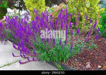 Salvia nemorosa - ein Waldsalbei, Balkanklary, Blausalbei oder Wildsalbei - harter, mehrjähriger Krautsalat. B.C., Kanada. Stockfoto