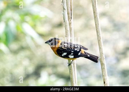 Pheucticus melanocephalus - Schwarzkopf-Großschnabel - männlich, der an einem Zweig in Port Coquitlam, B.C., Kanada klammert. Stockfoto