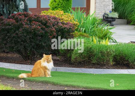 Flauschige orange-weiße Katze im Garten (Felis catus). British Columbia, Kanada. Stockfoto