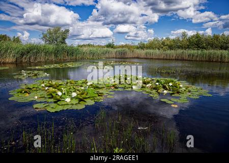 Ein Teich mit blühenden Lilien und umsäumten Schilf und Bäumen an einem sonnigen Tag im Old Moor Wetlands, Dearne Valley, South Yorkshire. Stockfoto