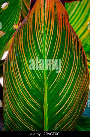 Am 24. Juni 2023 in Moss Point, Mississippi, ist ein Blatt von Canna Lily (Canna) abgebildet. Stockfoto