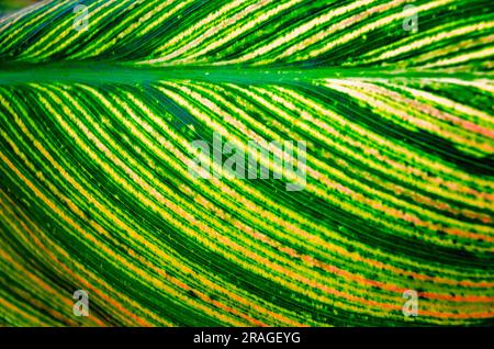 Am 24. Juni 2023 in Moss Point, Mississippi, ist ein Blatt von Canna Lily (Canna) abgebildet. Stockfoto