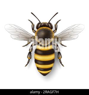 Vector 3D realistische, detailgetreue Großaufnahme des Honigbienen-Symbols auf weißem Hintergrund isoliert. Queen Honeybee Design-Vorlage, Vektordarstellung von Biene in Makro Stock Vektor