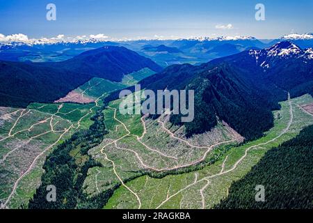 Luftbild des Freischneideforschens in Vancouver, Island, BC, Kanada Stockfoto