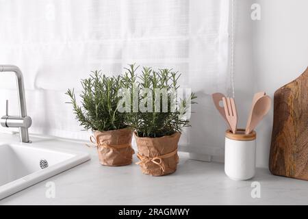 Aromatischer grüner Rosmarin in Töpfen auf weißer Arbeitsfläche Stockfoto