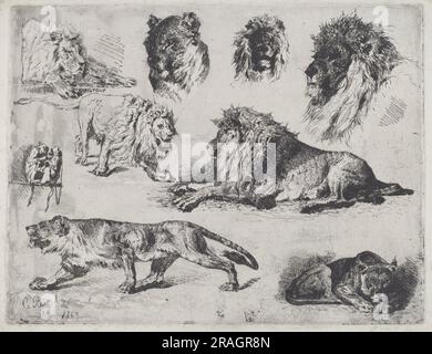 Löwenstudie 1867 von Cesare Biseo Stockfoto