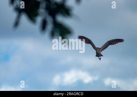 Nankeen Night Heron, Nycticorax caledonicus, im Flug, Hasties Sumpf, Australien Stockfoto