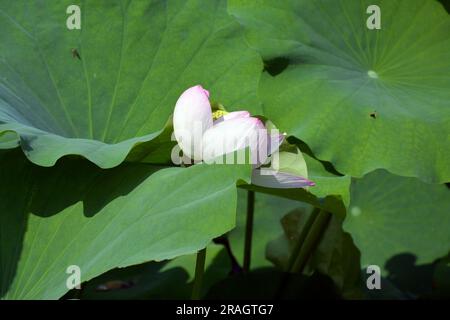 Weiße und rosa Lotusblüten blühen im Teich an sonnigen Tagen Stockfoto