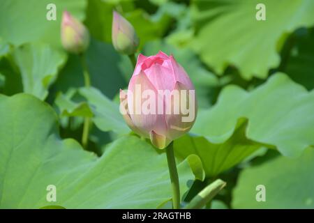 Die rosa Knospe der Lotusblume, die im Garten blüht Stockfoto