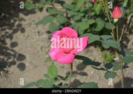 Eine isolierte rosa Rosenknospe, die bereit ist, am sonnigen Tag im Garten zu blühen Stockfoto