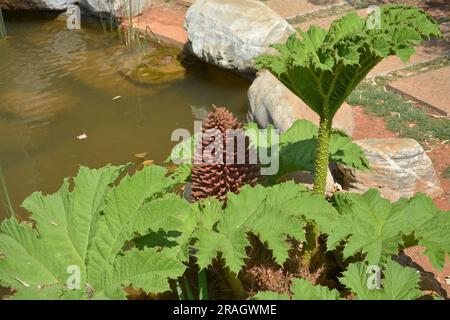 Ein isolierter Riesenrhabarber am Rand des Teichs am sonnigen Tag Stockfoto