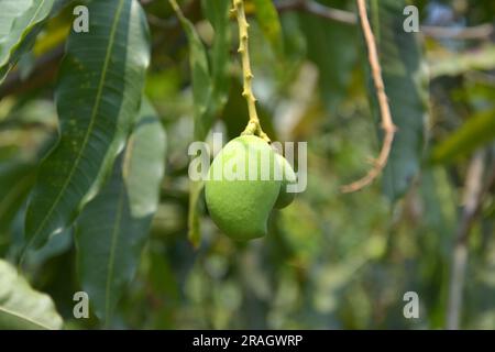 Noch grüne rohe Mango hängt im Garten am Baum Stockfoto