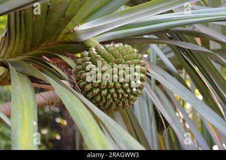 Eine isolierte Pandanus tectorius-Frucht auf dem Ast im Garten Stockfoto