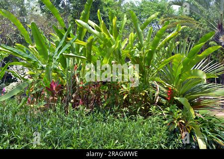 Heliconia bourgaeana Petersen im Garten am sonnigen Nachmittag Stockfoto