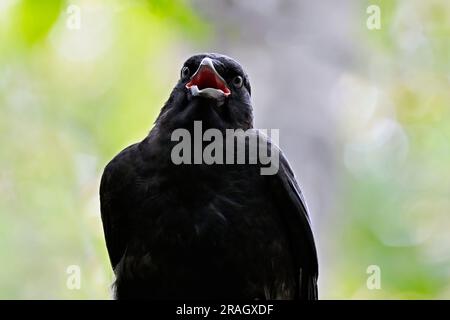 Eine Nahansicht einer jungen amerikanischen Krähe „Corvus brachynchos“ mit einem lustigen Gesichtsausdruck. Stockfoto