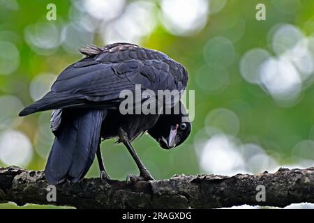Eine Nahaufnahme von hinten einer jungen amerikanischen Krähe „Corvus brachynchos“ mit einem lustigen Gesichtsausdruck. Stockfoto