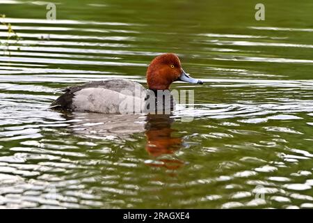 Eine wilde Rotkopfente „Aythya americana“, die in einem ruhigen Wasserteich im ländlichen Alberta, Kanada, schwimmt Stockfoto