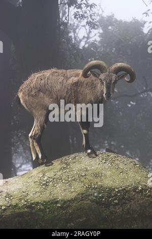 Ein wunderschöner männlicher Bharal (Pseudois nayaur), auch blaues Schaf genannt, ist in der Hochregion des himalaya in indien, bhutan, nepal und tibet heimisch Stockfoto