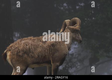 Ein wunderschöner männlicher Bharal (Pseudois nayaur), auch blaues Schaf genannt, ist in der Hochregion des himalaya in indien, bhutan, nepal und tibet heimisch Stockfoto