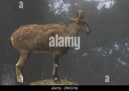 Ein wunderschöner männlicher Bharal (Pseudois nayaur), auch blaues Schaf genannt, ist in der Hochregion des himalaya in indien, bhutan, nepal und tibet heimisch Stockfoto