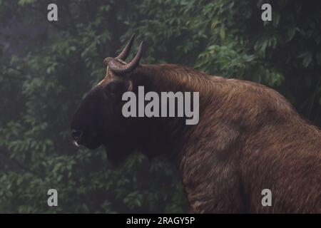 Aus nächster Nähe sehen Sie sehr seltene und vom Aussterben bedrohte Arten: Mishmi Takin (budorcas taxicolor taxicolor taxicolor) im singalila-Nationalpark in den ausläufern des himalaya, indien Stockfoto