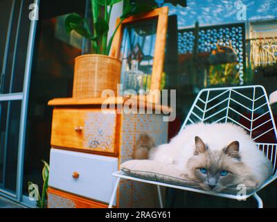 Ragdoll Lounging (3), Fremantle Western Australia Stockfoto