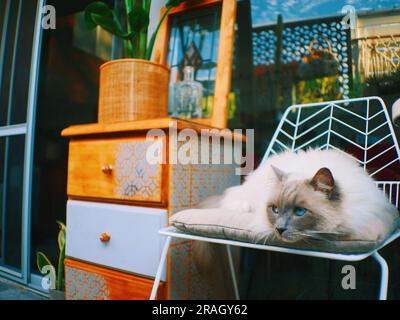 Ragdoll Lounging (2), Fremantle Western Australia Stockfoto