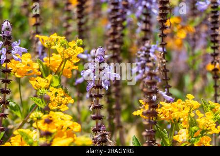 Gelbe und violette Blüten von Spurflowers oder Plectranthus und West Indian Lantana Nahaufnahme. Selektiver Fokus Stockfoto