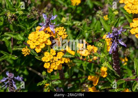 Gelbe und violette Blüten von Spurflowers oder Plectranthus und West Indian Lantana Nahaufnahme. Selektiver Fokus Stockfoto