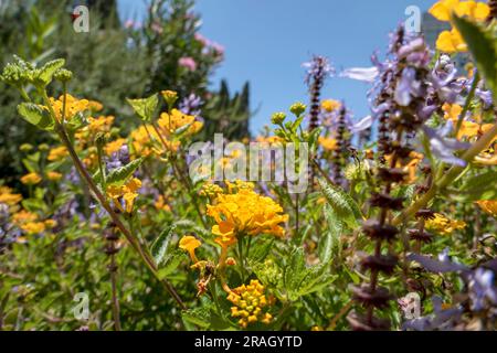 Gelbe und violette Blüten von Spurflowers oder Plectranthus und West Indian Lantana Nahaufnahme. Selektiver Fokus Stockfoto