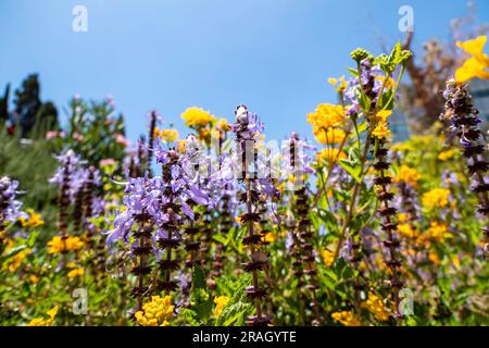 Gelbe und violette Blüten von Spurflowers oder Plectranthus und West Indian Lantana Nahaufnahme. Selektiver Fokus Stockfoto