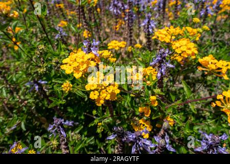 Gelbe und violette Blüten von Spurflowers oder Plectranthus und West Indian Lantana Nahaufnahme. Selektiver Fokus Stockfoto