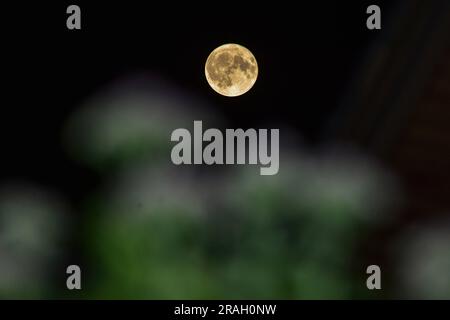 Srinagar, Indien. 03. Juli 2023. Der größte und hellste Super Buck Moon erhebt sich in Srinagar, der Sommerhauptstadt von Jammu und Kaschmir. Sternengucker auf der ganzen Welt erleben den größten und hellsten Mond des Jahres, den Super Buck Moon. Der Vollmond im Juli wird dieses Jahr näher an der Erde sein als jeder andere Vollmond. (Foto: Saqib Majeed/SOPA Images/Sipa USA) Guthaben: SIPA USA/Alamy Live News Stockfoto