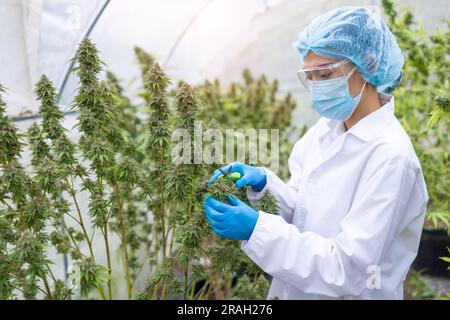 Marihuana-Forschung, CBD-Hanföl, weibliche Wissenschaftlerin, die Cannabispflanzen im Gewächshaus überprüft und erforscht. Marihuana Alternative pflanzliche Medizin conce Stockfoto